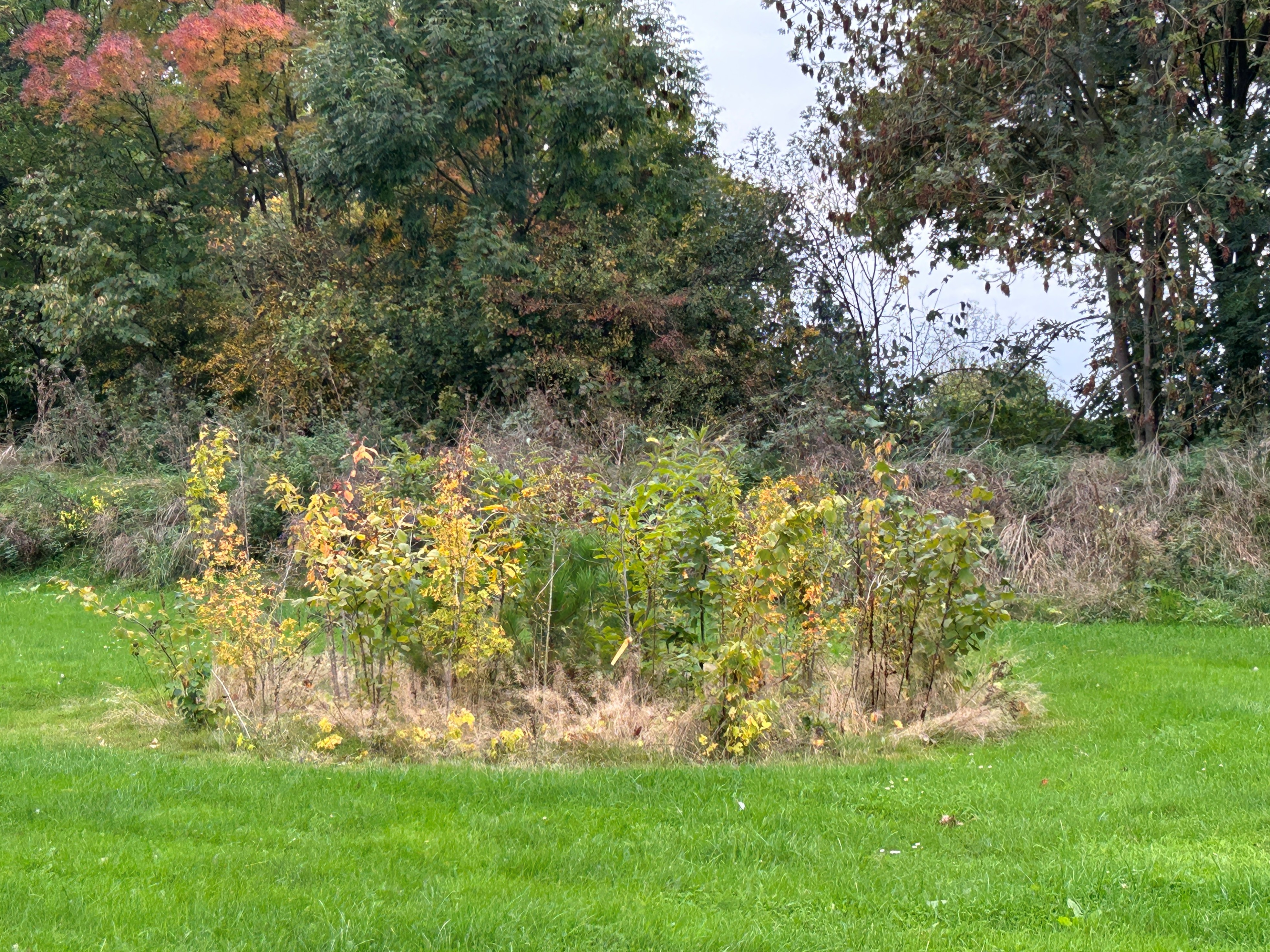 Tiny-Forst an der Ackerschule